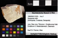 Foto (Objket + Etiketten) von Decapoda indet. 